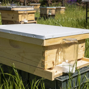 Up and running honey bee hive