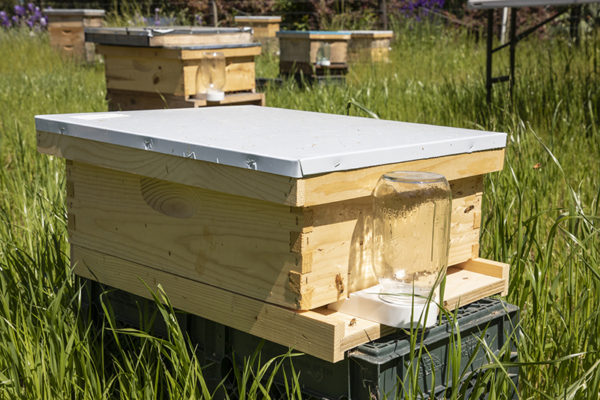 Up and running honey bee hive